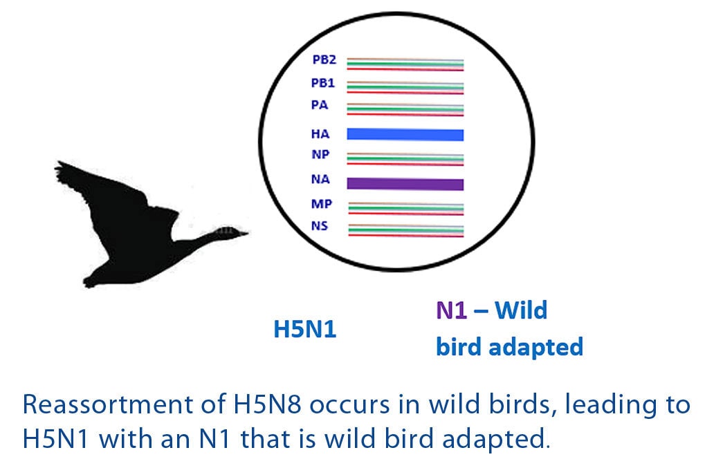 silhouette of duck and genetic lineage with text H5N1, N1 - Wild bird adapted, Reassortment of H5N8 occurs in wild birds, leading to H5N1 with an N1 that is wild bird adapted