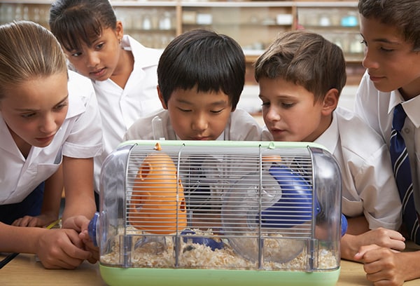 Students in class with the class pet