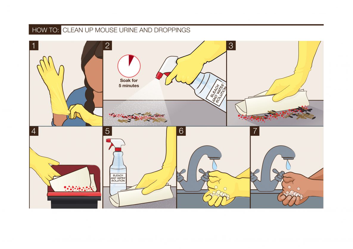 An illustration showing how to clean rodent droppings