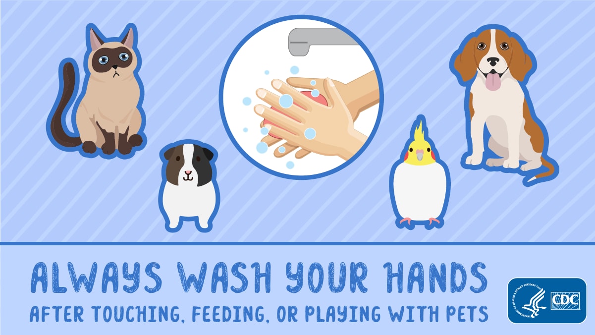 Always wash your hands after touching, feeding, or playing with pets sticker