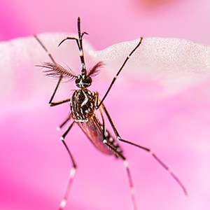 Adult male Aedes aegypti mosquito resting