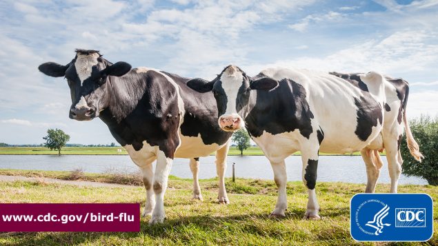 Two spotted dairy cows in a field with a lake behind them. Text overlay: "cdc.gov/avian-flu" and the CDC logo