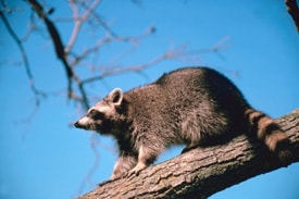 Raccoon on a tree limb