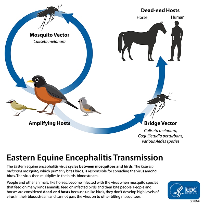 Image of Eastern equine encephalitis transmission cycle. A Culiseta melanura mosquito and group of birds are shown on opposite sides of a circle with arrows connecting them to represent how EEE cycles between mosquitoes and birds.  Another arrow points from the birds to another mosquito and then to the figures of a horse and person. People and horses can become infected when a bridge vector, a mosquito species that feeds on many kinds of animals, feeds on an infected bird and then bites people or horses. People and horses are considered dead-end hosts because, unlike birds, they can’t pass the virus on to other biting mosquitoes. 