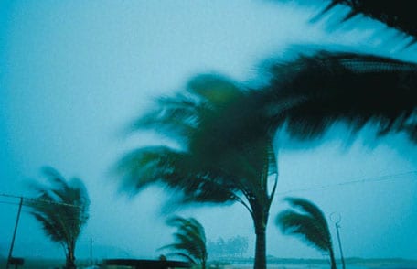 Palm trees in hurricane winds