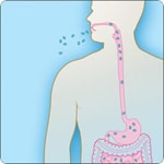 Illustration showing anthrax entering a human mouth and traveling into the digestive system.