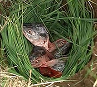 Fish heads in a grass-lined hole in the ground