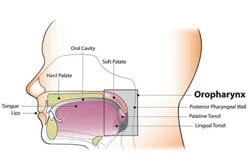 Diagrama anatómico de la orofaringe