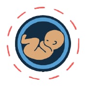 infant in womb