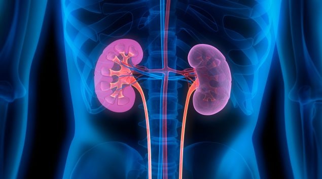 Human anatomy illustration of the kidneys.