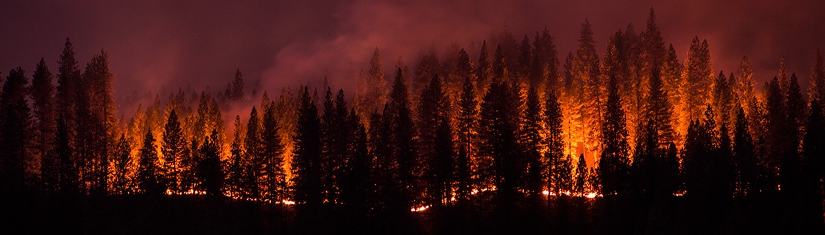 Active wildfire burning trees in a mountain forest.