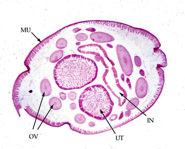 Figure E: Cross-section of an adult female <em>A. lumbricoides</em>, stained with hematoxylin and eosin (H&E). Note the presence of the prominent muscle cells (MU), gravid uterus (UT), intestine (IN) and coiled ovary (OV).