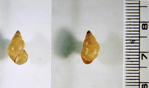 Figure A: Shells of <em>Parafossarulus manchouricus</em>, the most common snail host of <em>C. sinensis</em> in endemic areas in southeast Asia. Image courtesy of the Web Atlas of Medical Parasitology and the Korean Society for Parasitology.