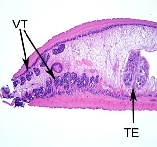 Figure C:Higher magnification of the posterior end of the specimen in Figure A. Notice the vitelline glands (VT) and lobed testes (TE). 