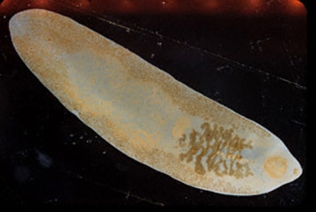 Figure A: Adult fluke of F. buski. Image contributed by Georgia Division of Public Health.