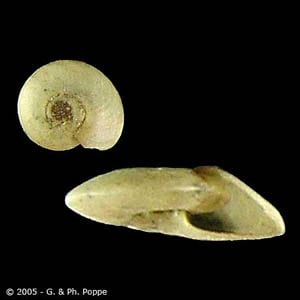Figure A: Snail in the genus Hippeutis, an intermediate host for <em>F. buski</em>. Image courtesy of Conchology, Inc, Mactan Island, Philippines.