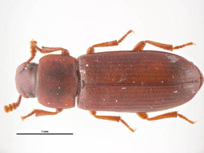 Figure B: <em>Tribolium castaneum</em>, another beetle commonly found in grain products that may serve as an intermediate host for <em>Hymenolepis</em> spp. Image courtesy of Parasite and Diseases Image Library, Australia.
