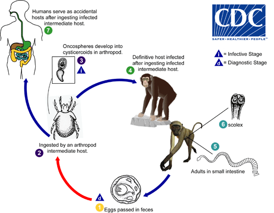 CDC - DPDx - Bertiella infection