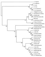 Thumbnail of Neighbor-joining phylogram based on map1 nucleotide sequences of Ehrlichia ruminantium strains. Ninety-seven Amblyomma variegatum ticks were obtained from cattle in the suburbs of Juba in southern Sudan, and 106 A. lepidum ticks were obtained from camels in the suburbs of Gedaref in eastern Sudan in 2000. The amplicon used included all 3 variable regions in the map1 sequence (nucleotide positions 472–1377) (7). The nucleotide position refers to GenBank accession no. X74250. The ampl