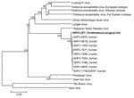 Thumbnail of Phylogenetic analysis of AHFV-JE7 (shown in boldface) detected in an Ornithodoros savignyi tick and homologous sequences of related mammalian tickborne flaviviruses based on colinearized nucleotide sequences. Distances and groupings were determined by the p-distance algorithm and neighbor-joining method. Bootstrap values are indicated and correspond to 500 replications. Rio Bravo and Apoi viruses were used to root the tree. The scale bar at the lower left indicates a genetic distanc