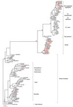 Thumbnail of Phylogenetic tree generated on a 425-bp fragment of the integrase simian foamy virus (SFV) gene. The 13 new SFV sequences described in this study are shown in red. Numbers at each node indicate the percentage of bootstrap samples (1,000 replicates); only values >60% are shown. The branch lengths are drawn to scale with the bar indicating 0.1-nt replacement per site. The tree was rooted by using the Asian Macaca mulatta (MmuSFVmac) sequence.