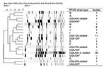Thumbnail of Dendrogram of methicillin-resistant Staphylococcus aureus strains that colonized children admitted to the pediatric intensive care unit, The Johns Hopkins Hospital, Baltimore, MD, USA, 2007–2008. Isolates were characterized by pulsed-field gel electrophoresis (PFGE). Not all strains within a PFGE type had identical patterns, but strains were considered related with &lt;3 band differences; 66 isolates were analyzed. The number of isolates related to each PFGE type is listed. *Referen
