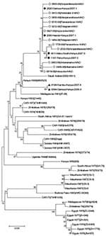 Thumbnail of Phylogenetic tree based on the entire small sequences from 33 Rift Valley fever virus strains described by Bird et al. (16), from 6 sequences representative of the Kenya 1, 1a, and 2 lineages described by Bird et al. (18), and from 1 Madagascar strain circulating in 1991 and 12 Madagascar strains circulating in 2008. Boostrap percentages (from 1,000 resamplings) are indicated at each node. ◆ indicates sequences from the 2006–2007 Kenya-1 lineage, ● indicates sequences from the 2006–
