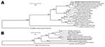 Thumbnail of A) Phylogenetic tree based on the 16S rRNA gene sequences of Candidatus Neoehrlichia mikurensis GQ501090.2 (our patient’s isolate, herein termed Zurich and indicated in boldface) and related organisms. The number at nodes indicates percentages of bootstrap support based on 10,000 replicates. Scale bar indicates 0.02 substitutions per nucleotide position. B) Phylogenetic tree based on the groEL sequences. Scale bars indicate 0.05 substitutions per nucleotide position.