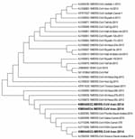Thumbnail of Phylogenic sequence analysis of 3 Middle East respiratory syndrome coronavirus (MERS-CoV) isolates from patients in Kerman Province, Iran (boldface), 2014, compared with sequences from GenBank (accession numbers shown). MEGA 5.2 (http://www.megasoftware.net) was used for construction of neighbor-joining tree by using the Kimura 2-parameter model with uniform rates and 1,000 bootstrap replicates.