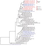 Thumbnail of Phylogenetic analyses of the complete concatenated coding sequences of available Middle East respiratory syndrome coronavirus (MERS-CoV) genomes were done by using MrBayes v3.1 (http://mrbayes.sourceforge.net/) and a general time-reversible plus gamma distribution plus invariable site nucleotide substitution model with 2,000,000 generations sampled every 100 steps. Trees were annotated by using the last 75% of all generated trees in TreeAnnotator v.1.5 (http://beast.bio.ed.ac.uk/Tre