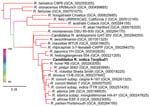 Thumbnail of Maximum-likelihood phylogenetic tree of concatenated core genes in 26 Rickettsia spp. strains constructed by using RAxML software version 8.2.0 (http://sco.h-its.org/exelixis/web/software/raxml) with 1,000-fold bootstrapping. Boldface indicates isolate from this study. The color of each branch represents the bootstrapping value. GenBank assembly accession numbers are given in parentheses. Scale bar indicates amino acid changes per position.