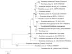 Thumbnail of Phylogenetic analysis of concatenated nucleotide sequence of novel spotted fever group Rickettsia, Candidatus R. xinyangensis (bold), Xinyang, China, 2015. The partial nucleotide sequences of genes htrA (421 bp), gltA (1,092 bp), ompA (332 bp), ompB (456 bp), and sca4 (245 bp) were concatenated and compared via the maximum-likelihood method by using the best substitution model found (i.e., Tamura 3-parameter plus gamma) and MEGA version 5.0 (http://www.megasoftware.net). A bootstrap
