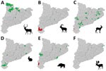 Distribution of areas sampled for detection of antibodies against Crimean-Congo hemorrhagic fever virus CCHFV by species, Catalonia, northeastern Spain. Green indicates all samples were seronegative; red indicates >1 sample was seropositive; gray indicates areas not sampled. A) Red deer (Cervus elaphus); B) Iberian ibex (Capra pyrenaica); C) roe deer (Capreolus capreolus); D) European rabbit (Oryctolagus cuniculus); E) wild boar (Sus scrofa); F) fallow deer (Dama dama).
