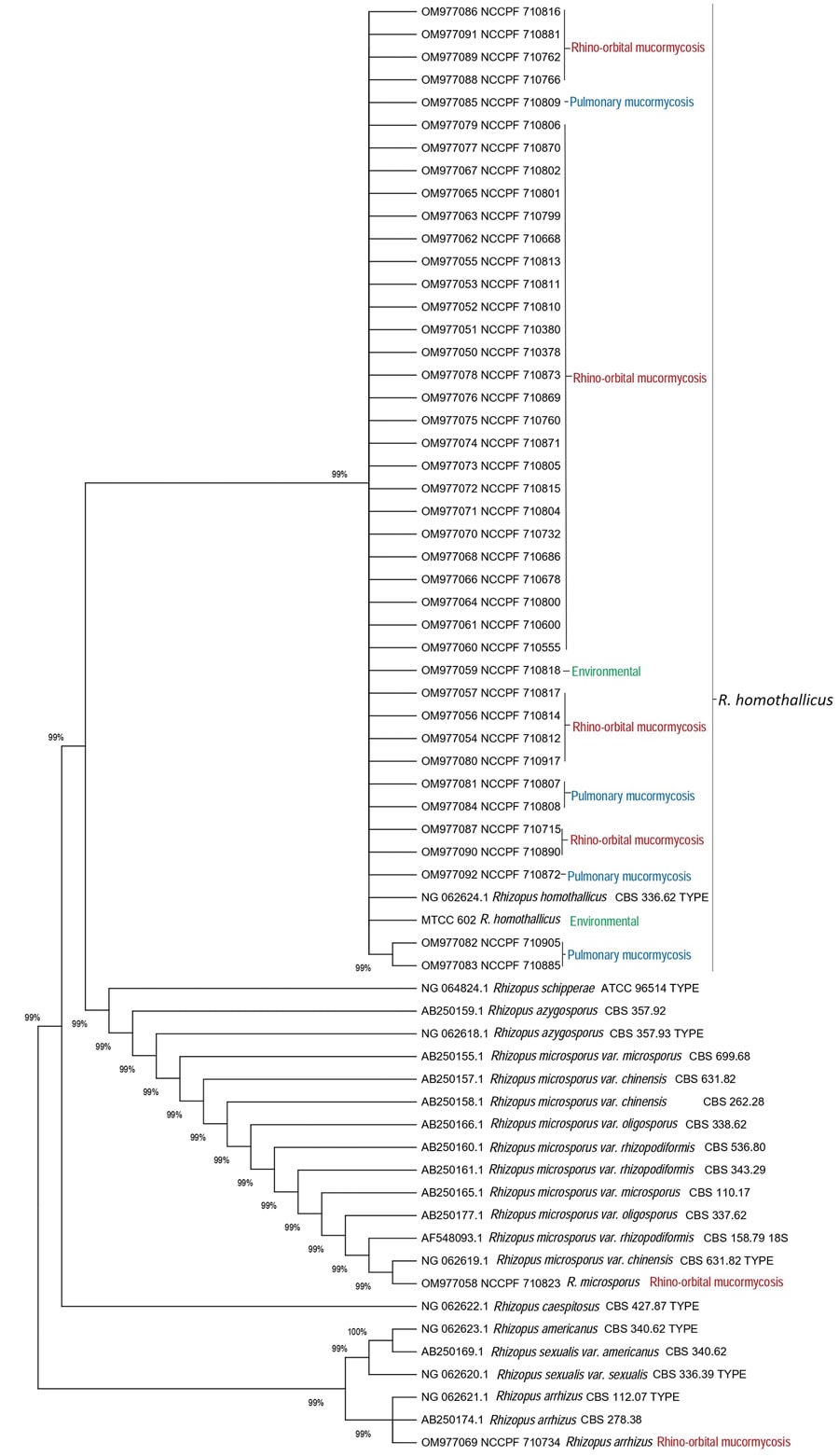 Evolutionary relationships of 40 Rhizopus homothallicus isolates from patients in a 10-month study, Chandigarh, India, January–October 2021, and 2 environmental isolates. GenBank accession numbers of 41 clinical and 1 environmental–MTCC 602 isolate of R. homothallicus from India are shown. Tree generated using neighbor-joining algorithm with 1,000 bootstrap replicates.