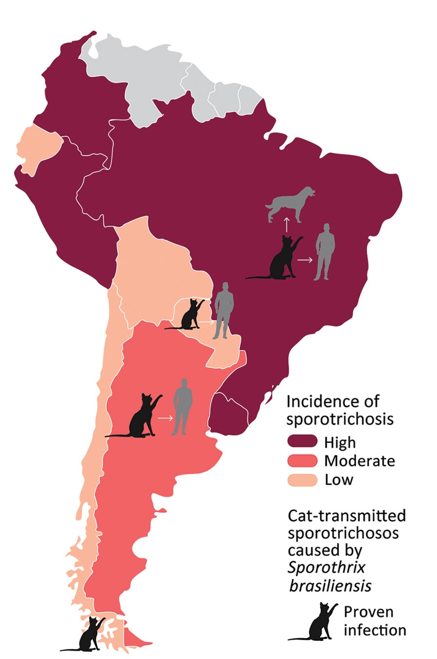 Burden of sporotrichosis in South America and distribution of cat-transmitted sporotrichosis in humans caused by Sporothrix brasiliensis, 2022. Cat icons indicate countries where cases of cat-transmitted sporotrichosis caused by S. brasiliensis have been reported; arrows indicate transmission from cats, humans, and dogs.