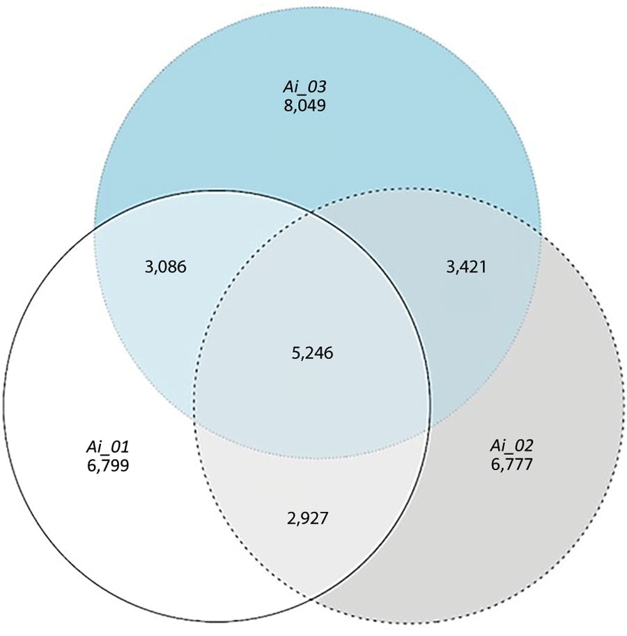 Venn diagram showing overlapping single-nucleotide polymorphism information among Auritidibacter ignavus isolates (Ai_01, Ai_02, and Ai_03) from 3 chronic ear infection patients, Germany.