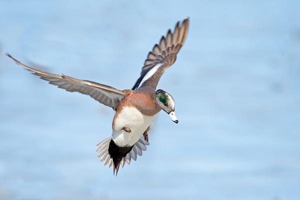 This is a picture of an American Widgeon in flight.