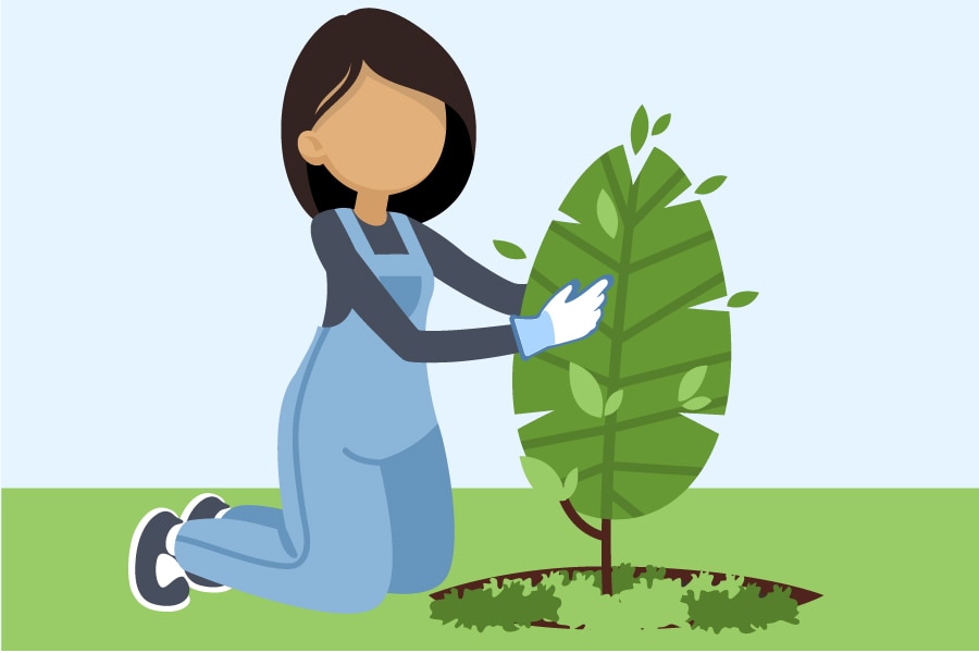 Illustrator graphic of women planting in garden