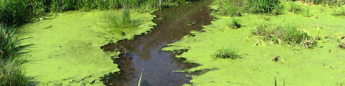 cyanobacteria polluted fresh water banner