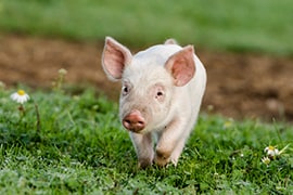 Little sweet danish piglet going in the Scandinavian field
