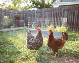 Two chickens in a yard