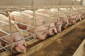 confined pigs in pens eating