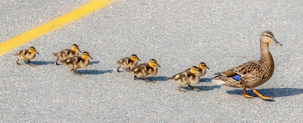 Mother leading baby ducks across a road