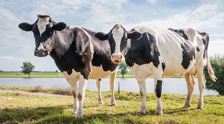 Two large black and white cows standing in a field with a body of water behind them