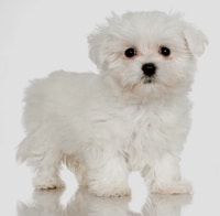 A Maltese puppy