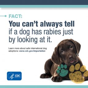 Fact: You can't always tell if a dog has rabies just by looking at it