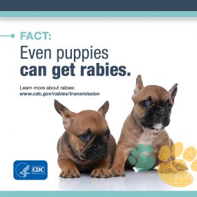 Fact: Even puppies can get rabies