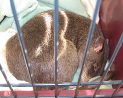 A restricted rodent: A Gambian pouched rat