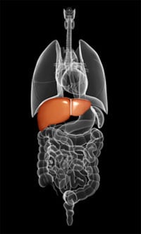 Both hepatitis B and C can be associated with cirrhosis and liver cancer.