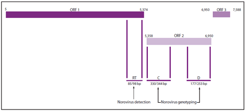 The figure illustrates the genomic regions targeted by reverse transcription-polymerase chain reaction (RT-PCR) assays used for norovirus detection and typing.